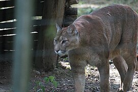 Puma (Puma concolor)