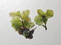 left: female plant, right: male plant Photo by Kristian Peters