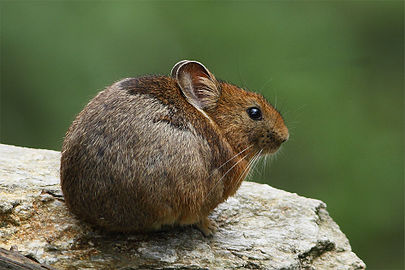 Royle's pika(Ochotona roylei)