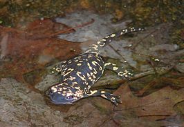 Salamandra salamandra gallaica