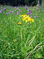 Senecio subalpinus