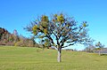 Baum mit Misteln