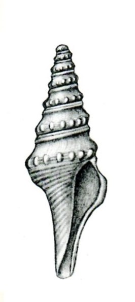 Turricula gemmulaeformis