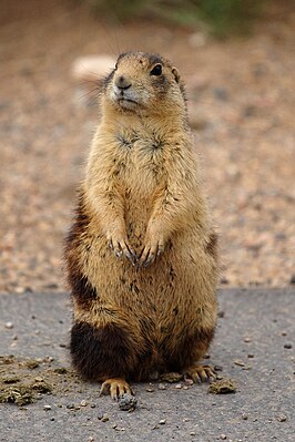 Utahprairiehond