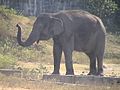 Asiatischer Elefant (Elephas maximus)