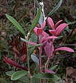 Rosmarinheide (Andromeda polifolia)