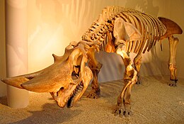 Arsinoitherium zitteli