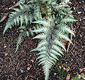 Athyrium niponicum