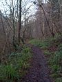 The footpath leading west along the river Wansbeck