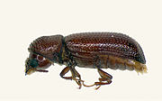 The lesser grain borer is a serious pest of sorghum.