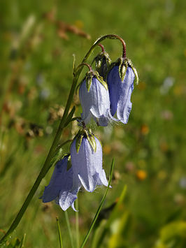 Campanula barbata