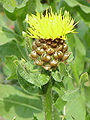 Centaurea macrocephala fészekvirágzata