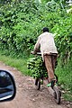 A man transporting bananas by chukudu in North Kivu