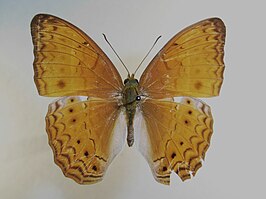 Cirrochroa tyche