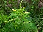 Flower buds and Fruits of Cleome viscosa