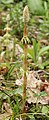 Equisetum sylvaticum (Wood Horsetail)