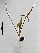 Euryale ferox Salisb. seedling with scale bar (3 cm) on a white background