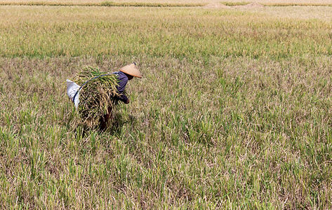 Farmer collecting the harvest