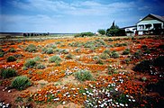 Loeriesfontein