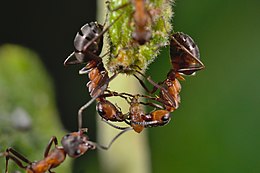 kis vöröshangya (Formica polyctena)