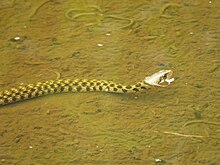 Die Schlange befindet sich in flachem Wasser, sodass der Körper den Grund berührt. Nur der Kopf schaut aus dem klaren und ruhigen Wasser heraus.