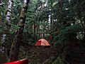 A tent in the forest