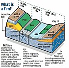 An illustrated diagram of a fen.