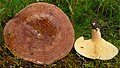 !Lactarius hysginus!