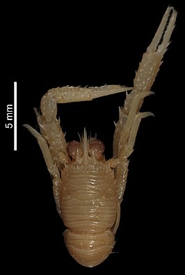 Munida limula