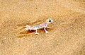 Commons:Namib sand gecko