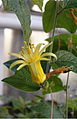 Zitronengelbe Passionsblume (Passiflora citrina)