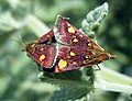 Pyrausta aurata