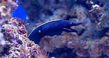 Photo of eel with head and neck protruding from sandy ocean bottom