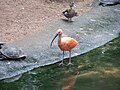 Rode ibis (Eudocimus ruber)