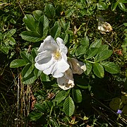 White flower of R. rugosa f. alba