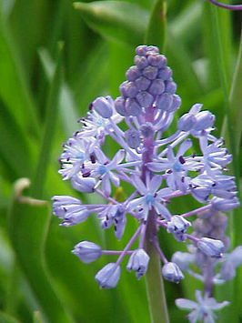 Scilla litardierei