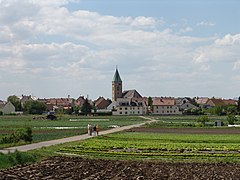 Sonderkulturen im Gärtnerdorf Sennfeld, vor den Toren der Stadt