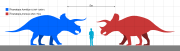 Size of both species of Triceratops