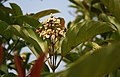 Viburnum odoratissimum