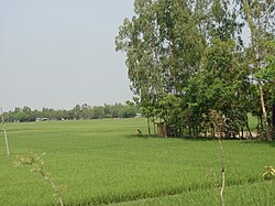 Fields in Chandipur village