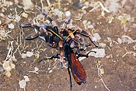 Pepsis cinsinden bir dişi yaban arısı, yavrularını beslemek için ölümü göze alarak tarantula avlarken.