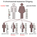 X-chromosomal-rezessiv (Vater)