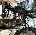 Acrocanthosaurus front view.jpg