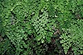 Adiantum capillus-veneris