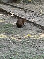 A Central American agouti feeding at the front of its many log cabins