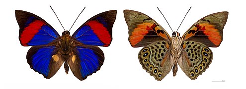 Museum specimen ♂ Both side