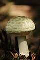 Amanita citrina