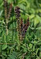 Scheinindigo (Amorpha fruticosa)