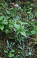 Antennaria rosea