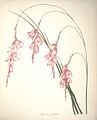 Sparaxis pendula (L.f.) Ker Gawl. i(Synonym für Dierama pendulum)